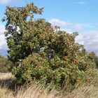 Alter Apfelbaum/ le vieux pommier