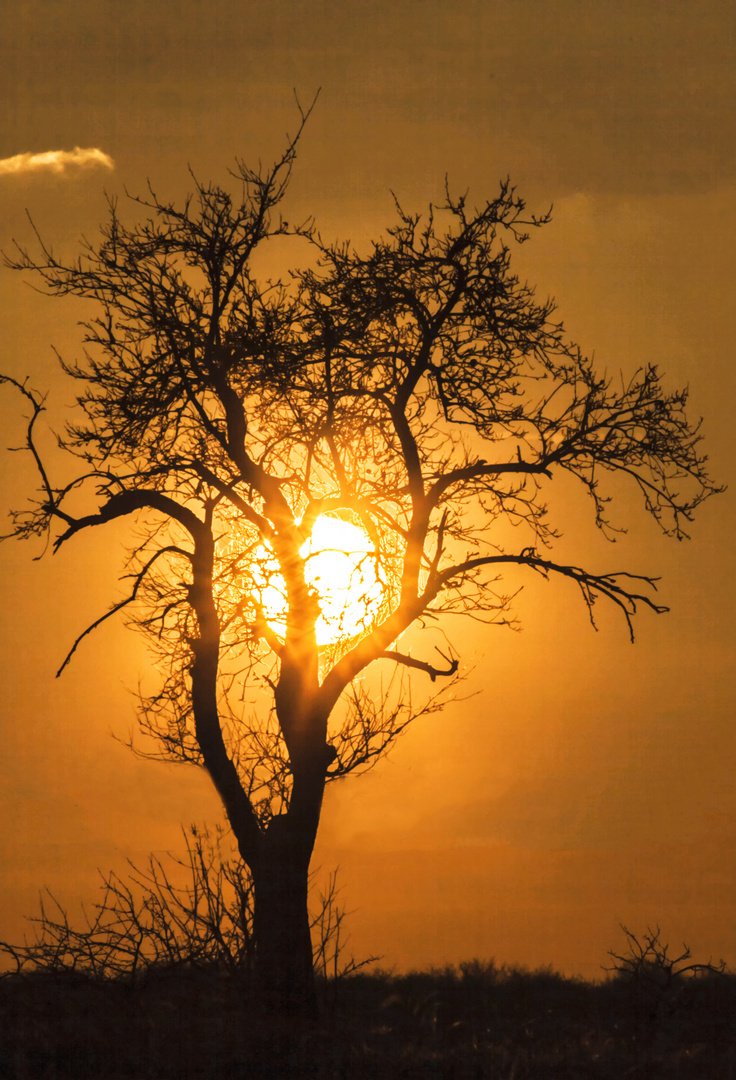 Alter Apfelbaum vor Abendsonne