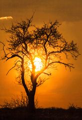 Alter Apfelbaum vor Abendsonne