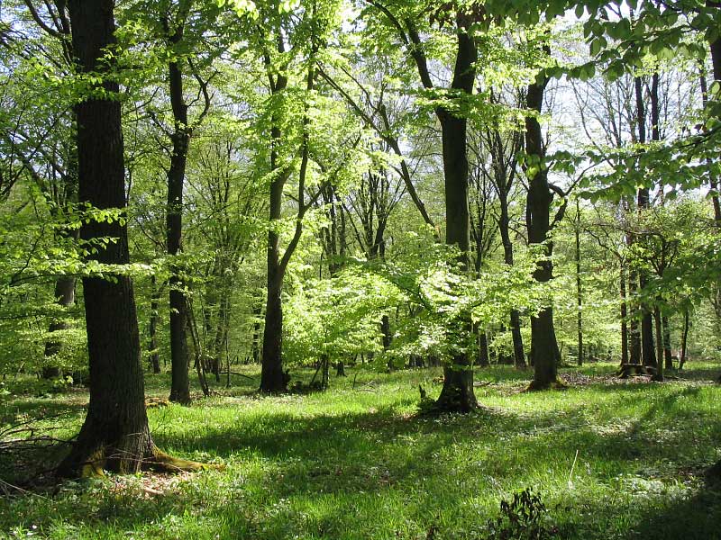 Alter Bauernwald