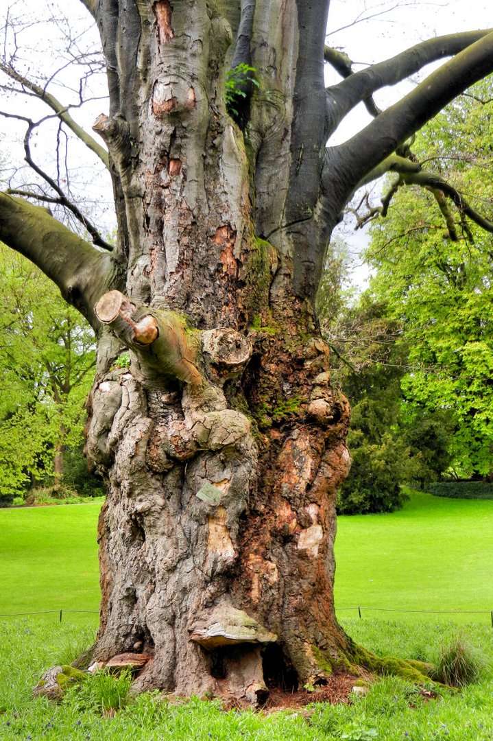 Alter Baum