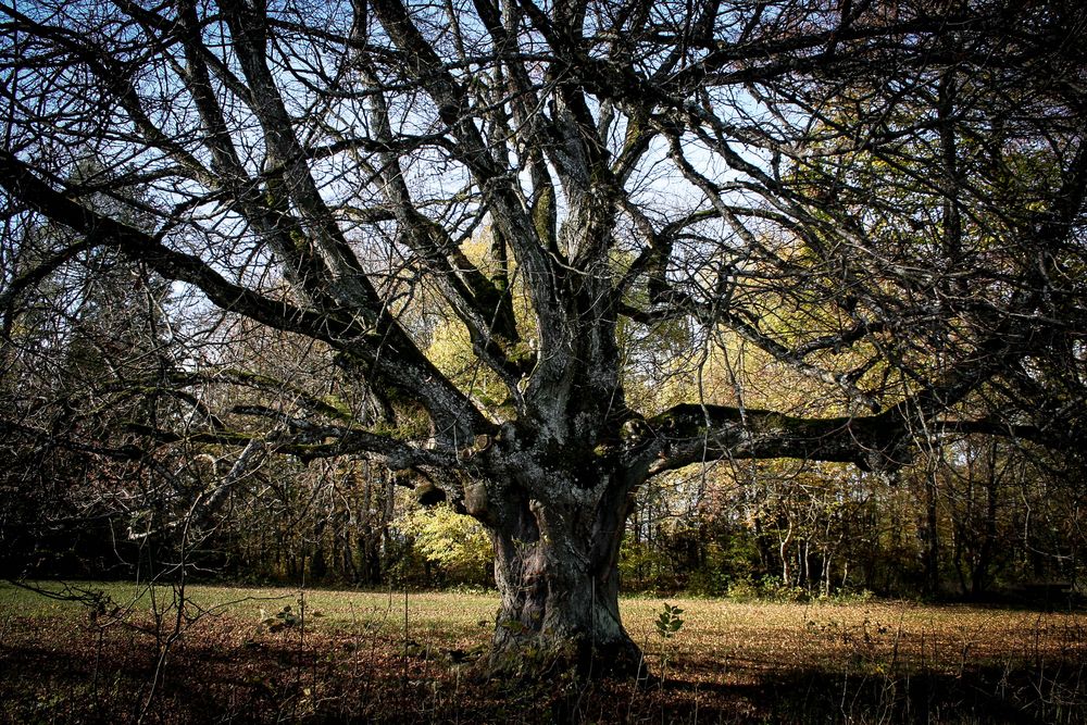 Alter Baum