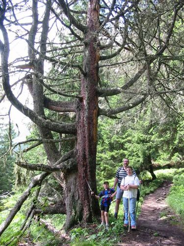 Alter Baum