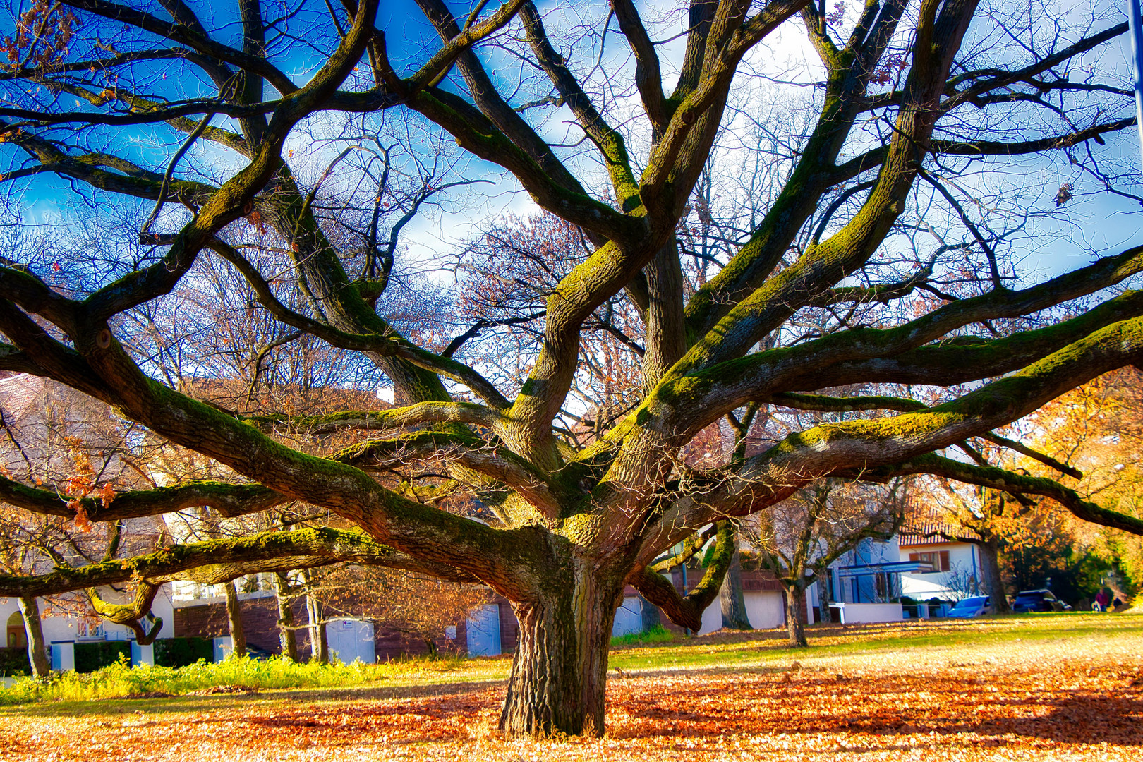 Alter Baum