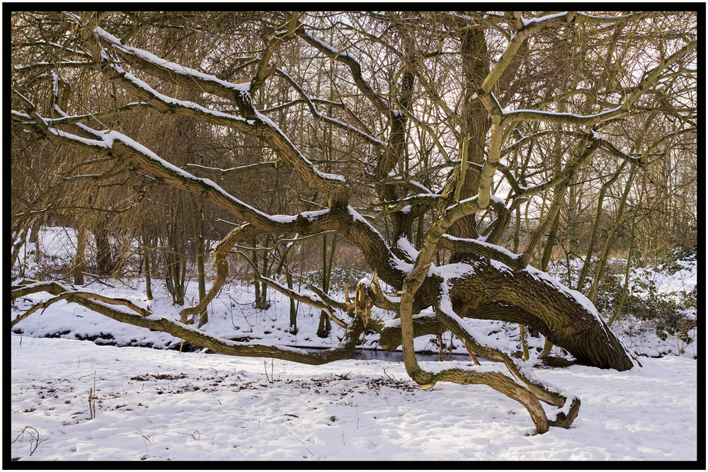 alter Baum