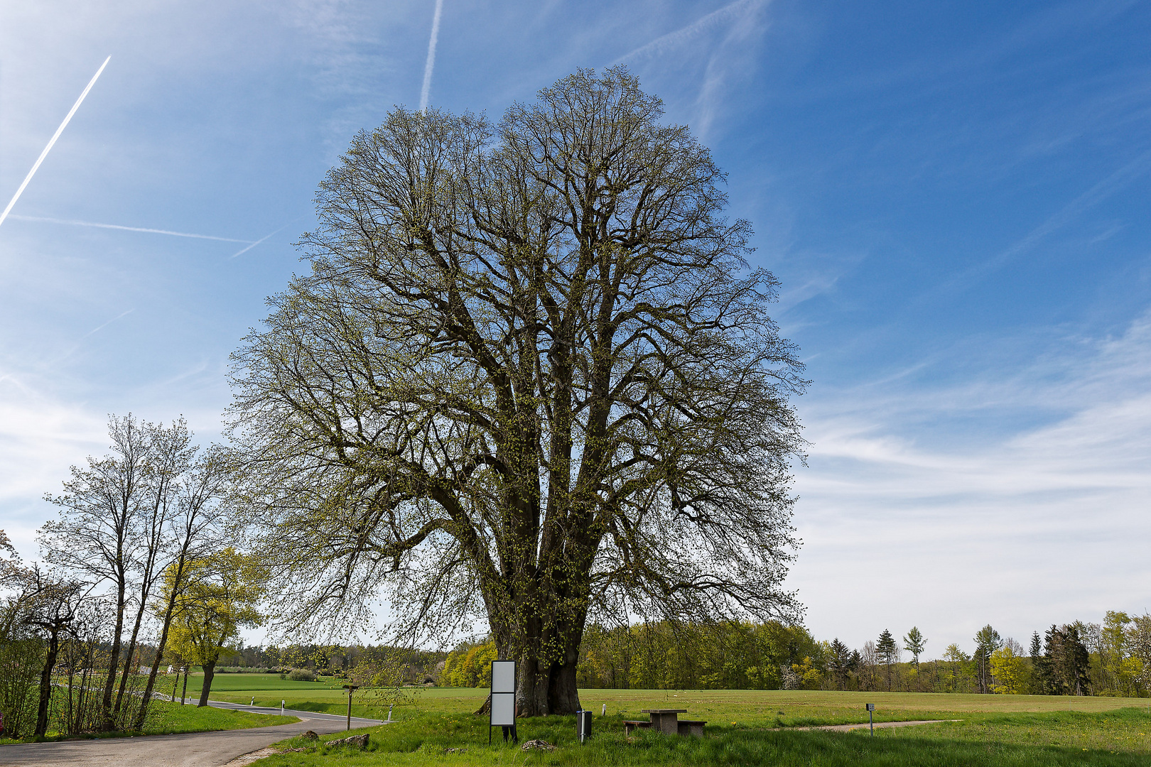 Alter Baum