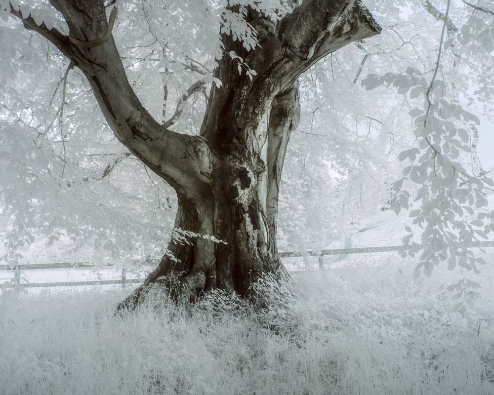 Alter Baum 