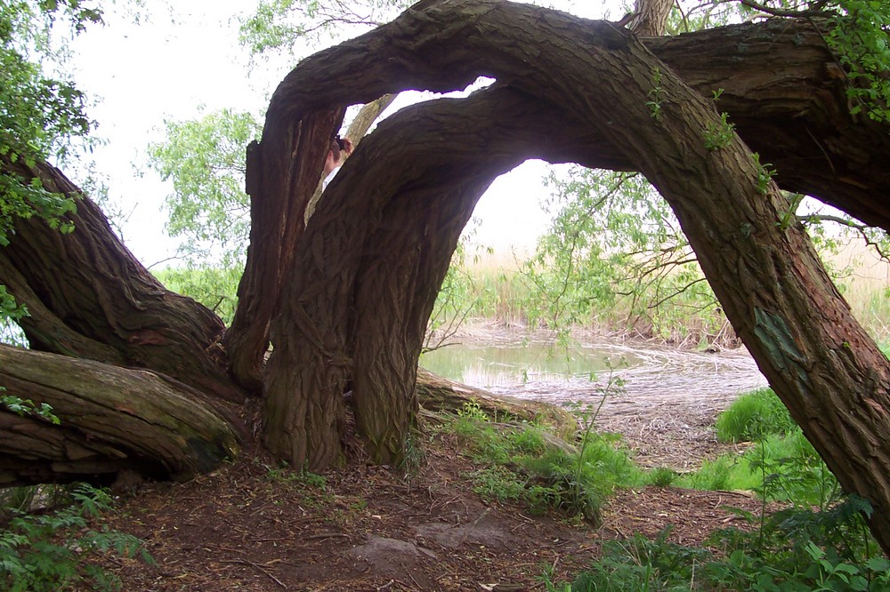 alter baum