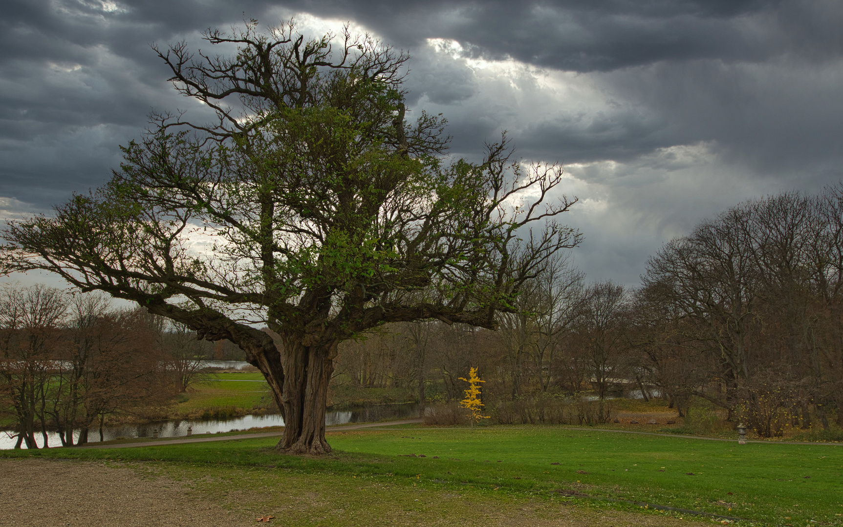 Alter Baum