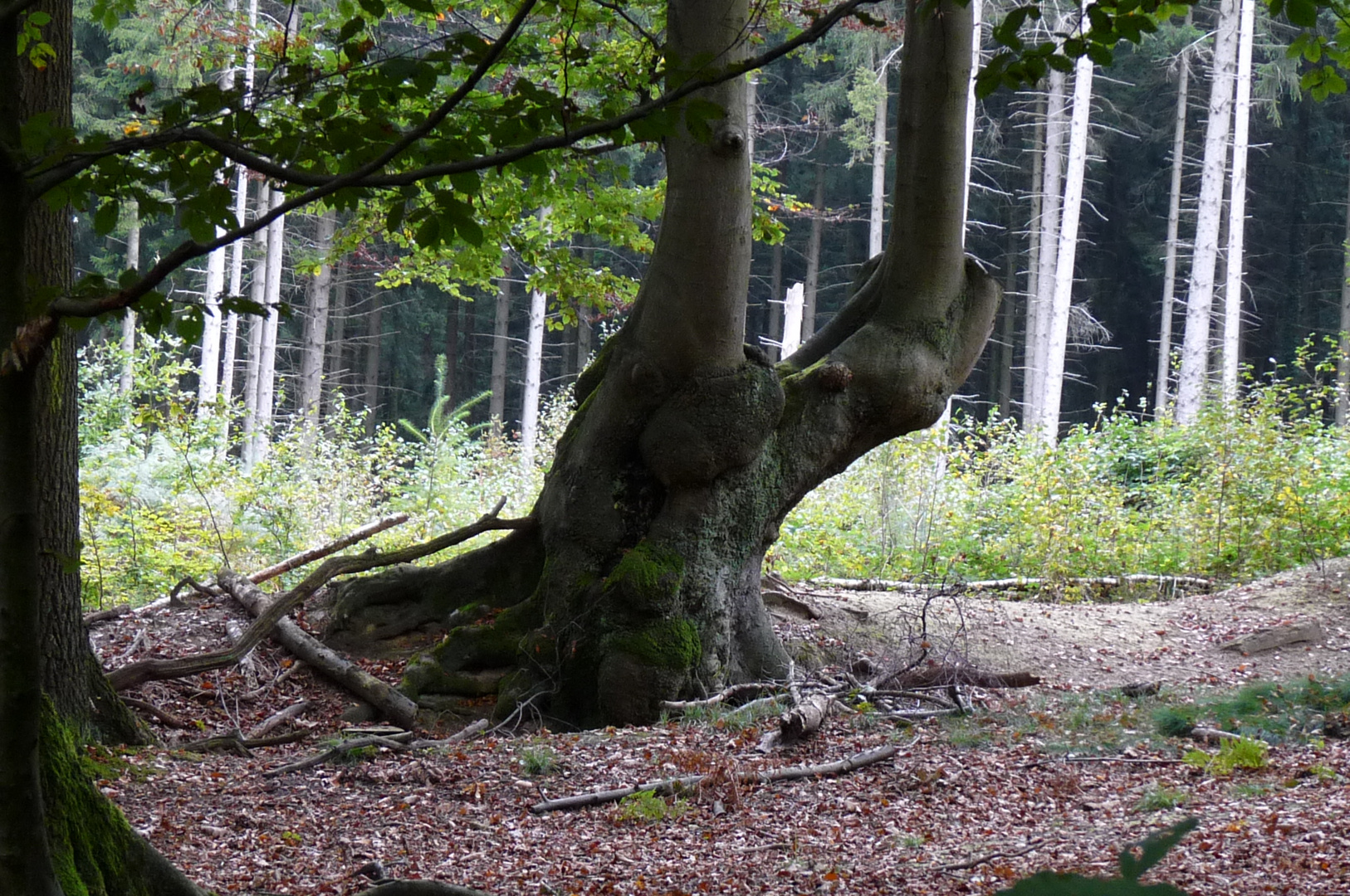 alter Baum 1