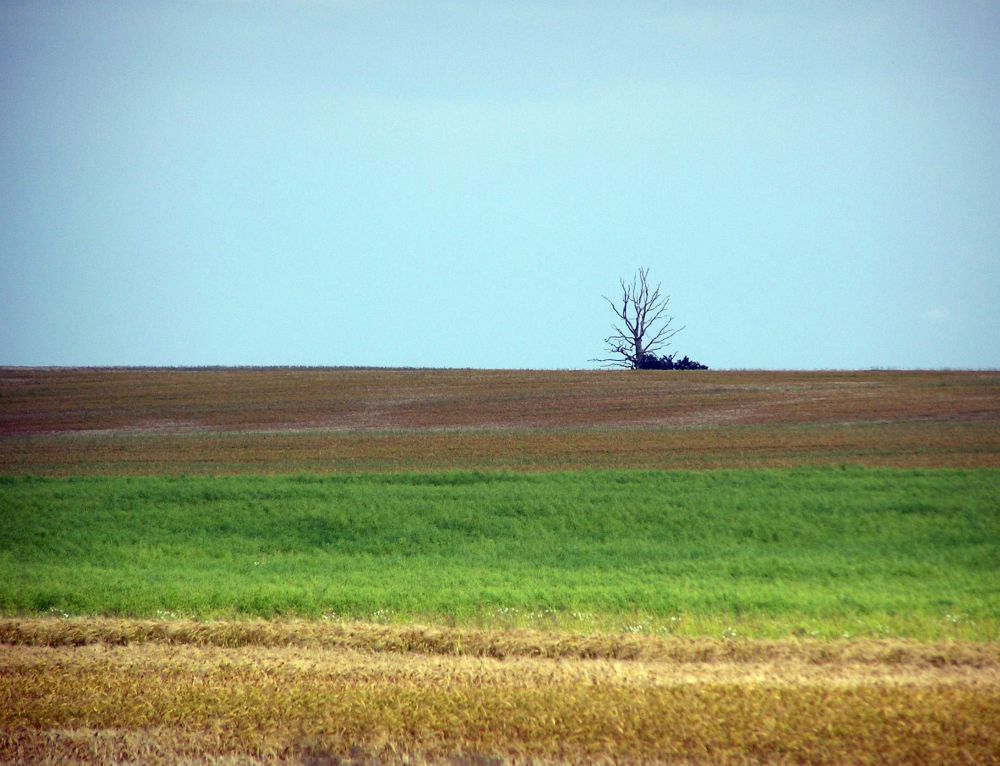 Alter Baum