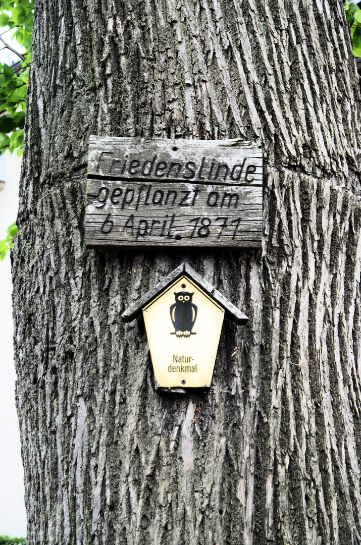 Alter Baum