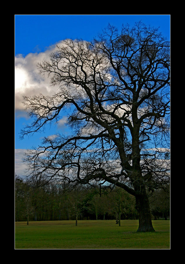 Alter Baum