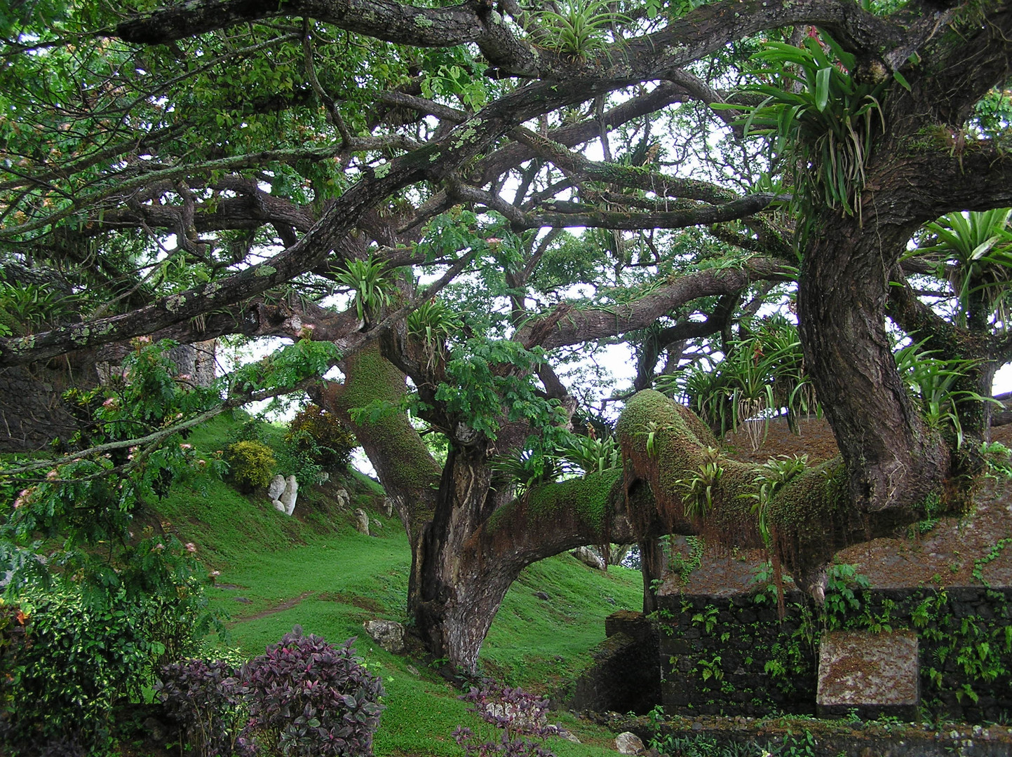 Alter Baum