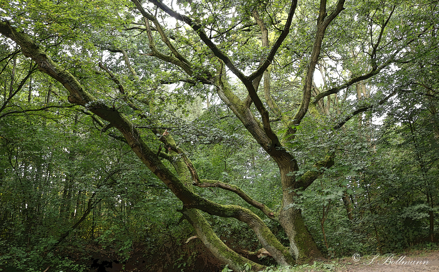 alter Baum