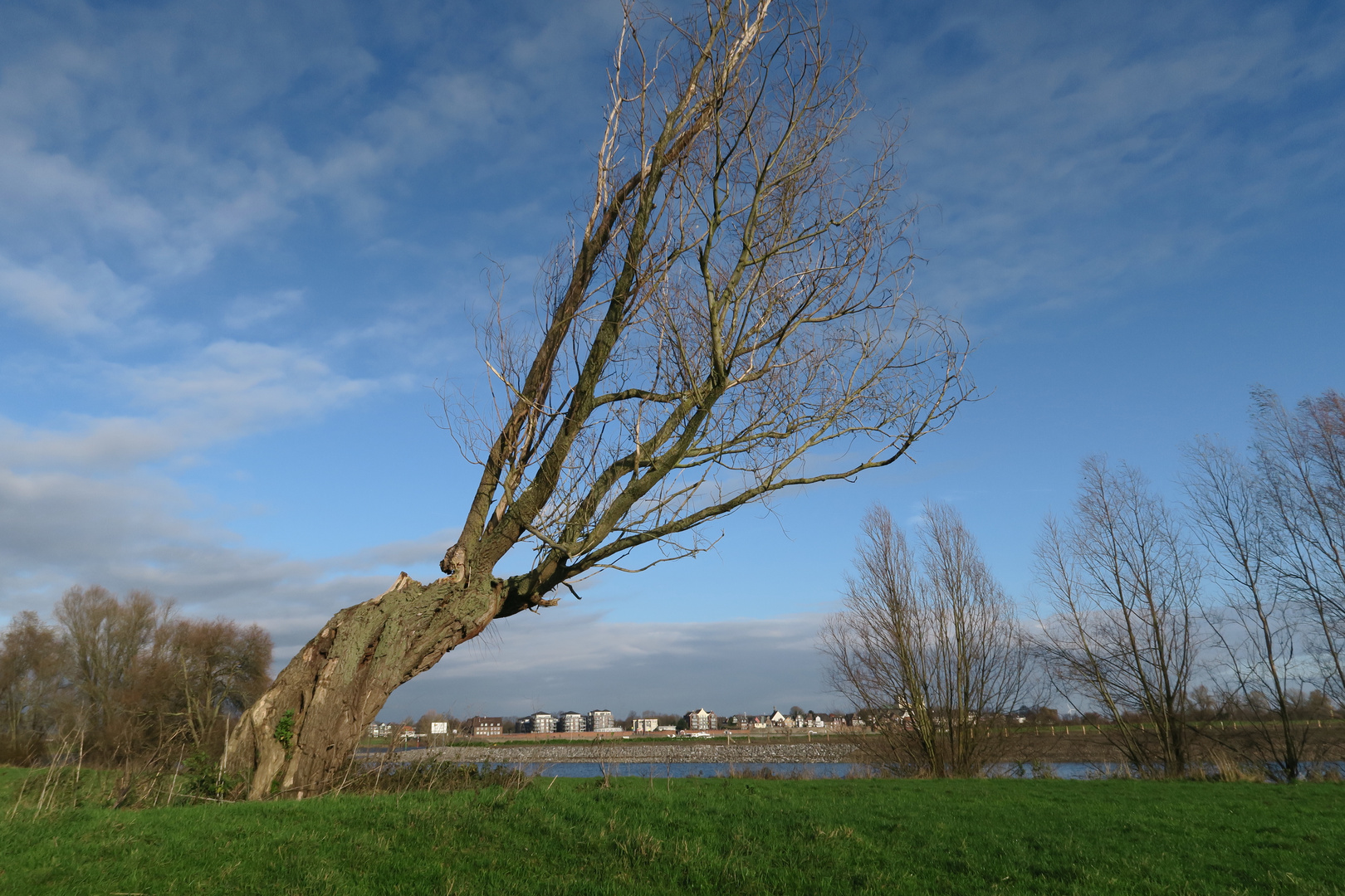 Alter Baum