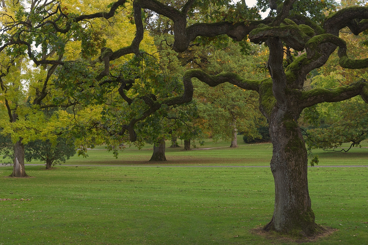 Alter Baum