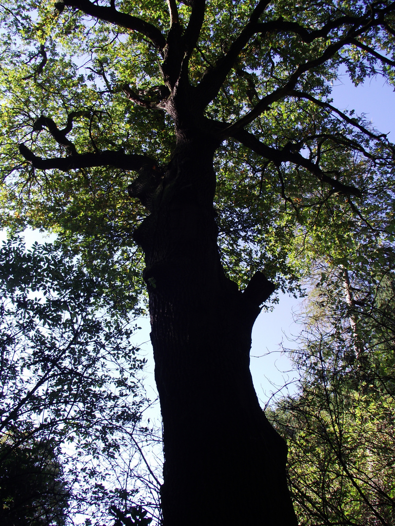 Alter Baum