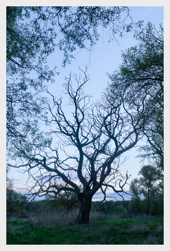 Alter Baum