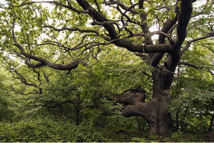 Alter Baum