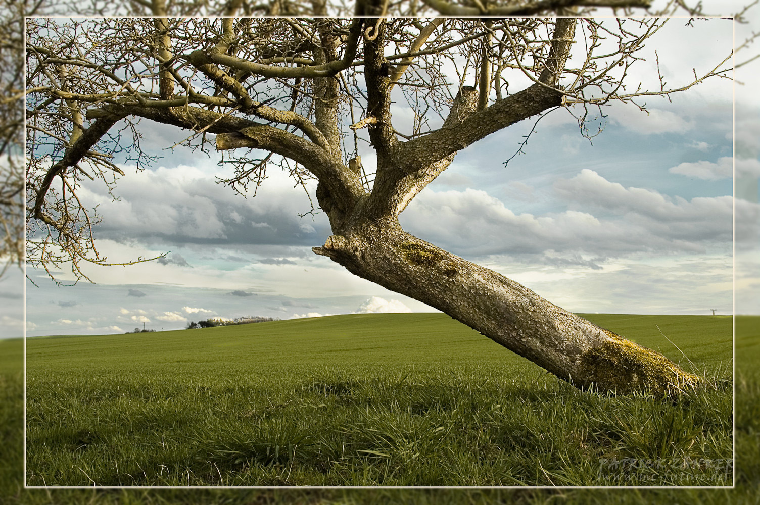 Alter Baum