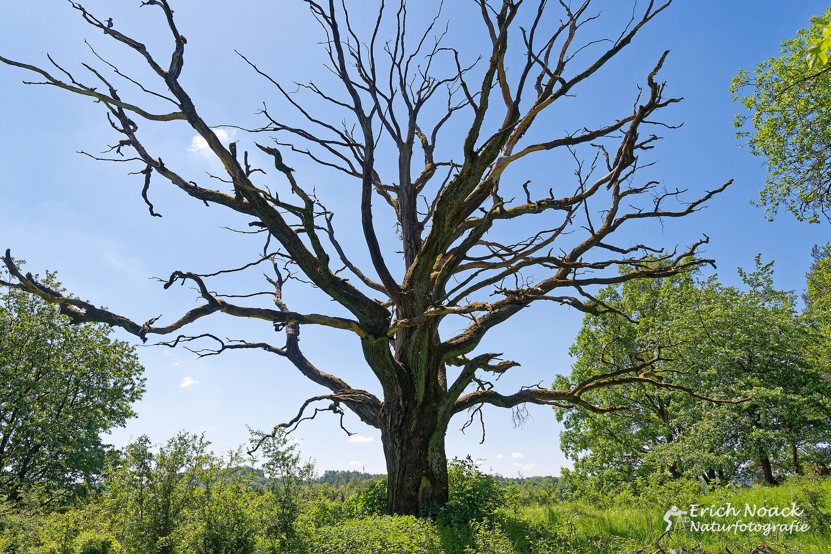 Alter Baum