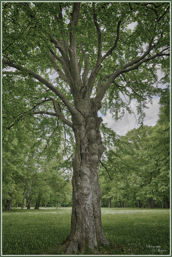 Alter Baum