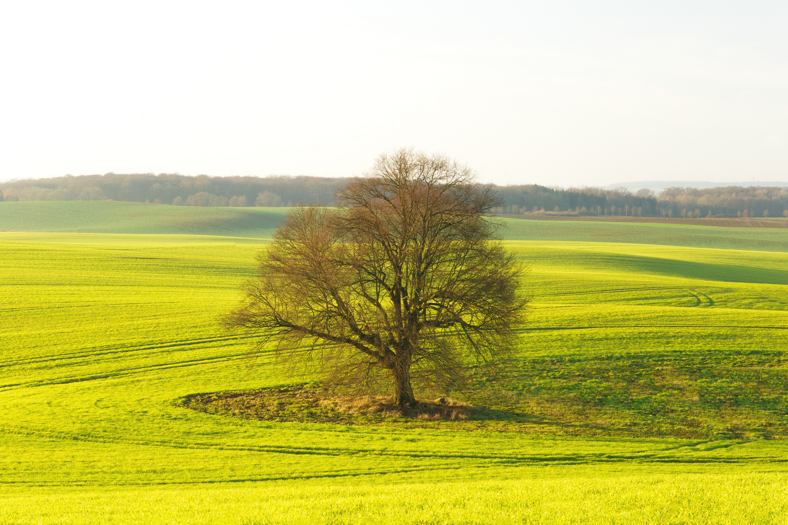 Alter Baum