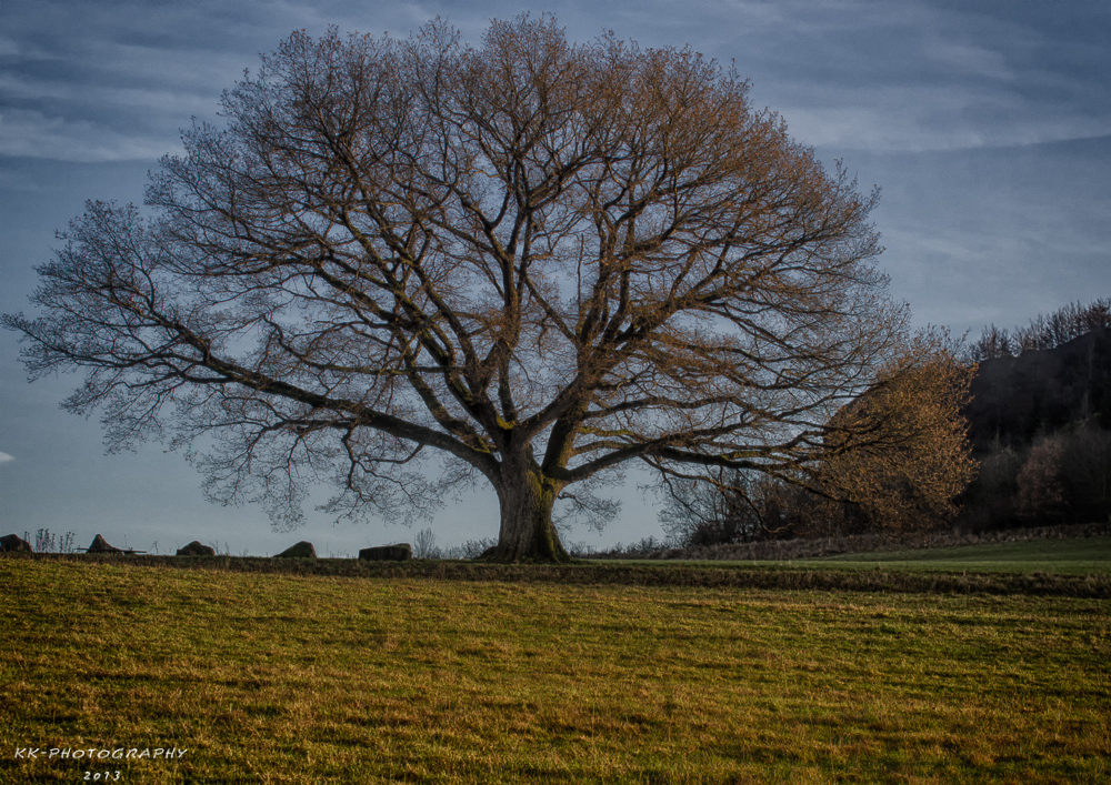 Alter Baum