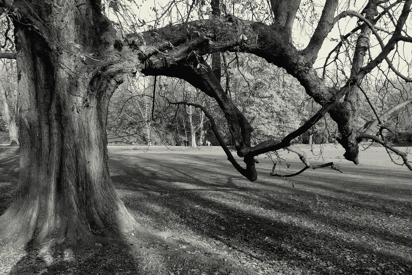 Alter Baum