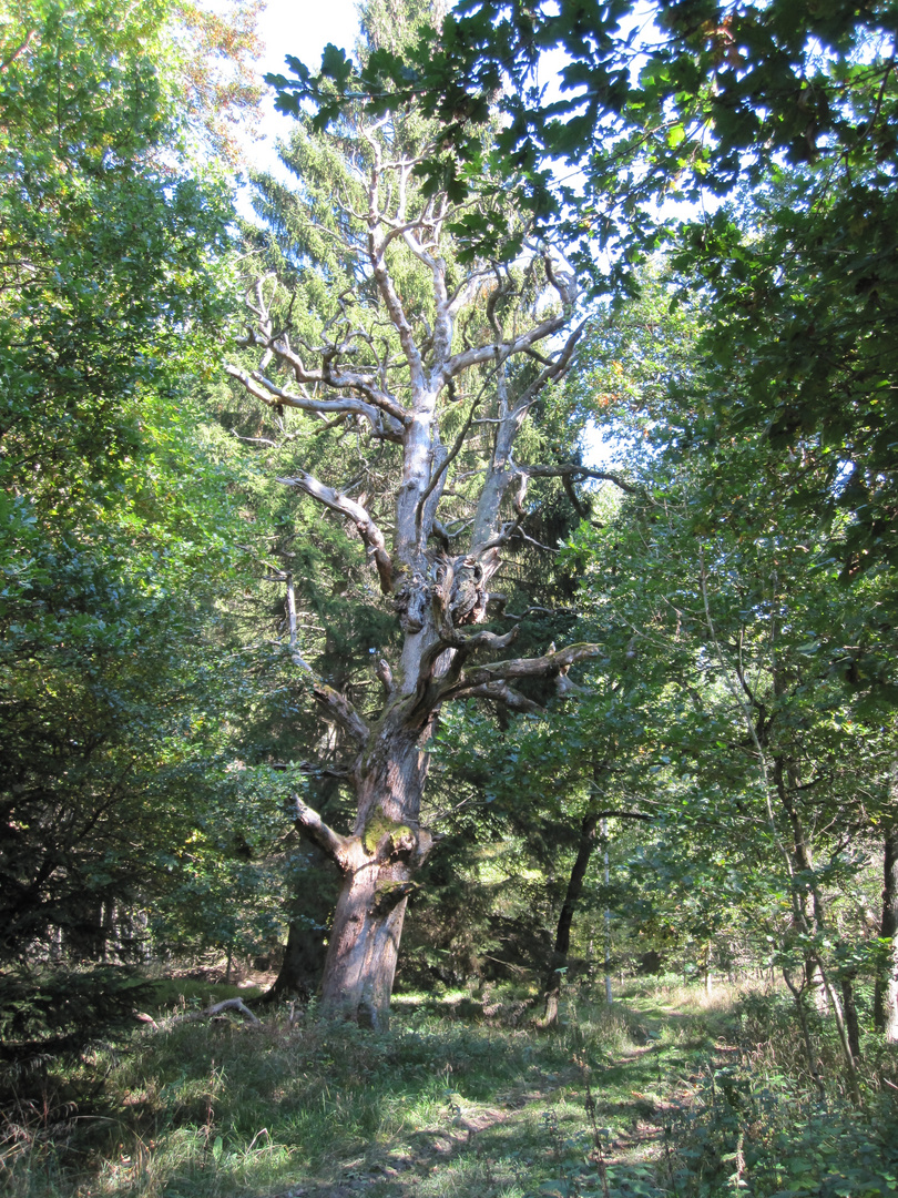 Alter Baum