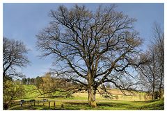 alter Baum