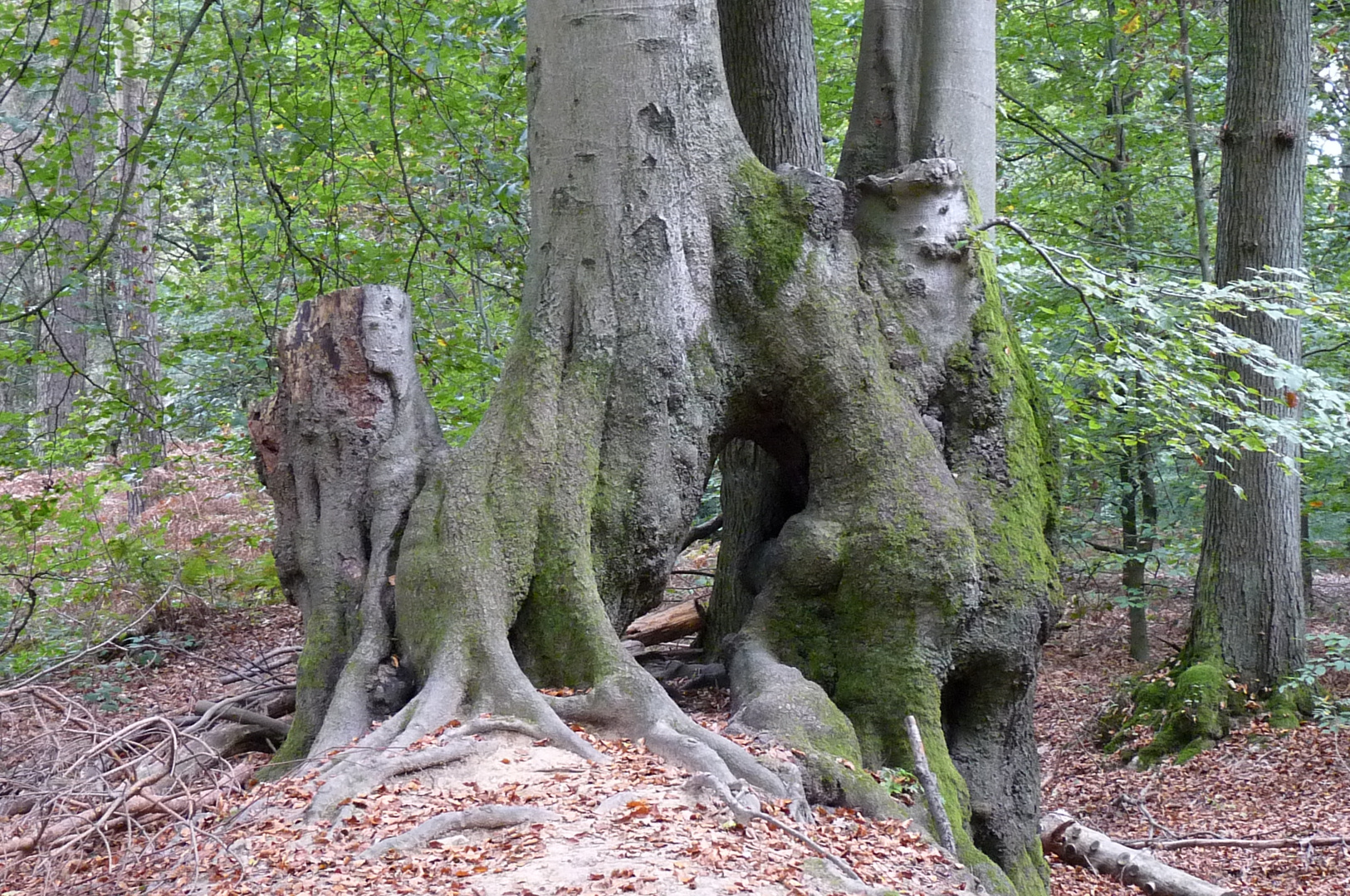 alter Baum 4