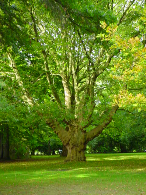 Alter Baum