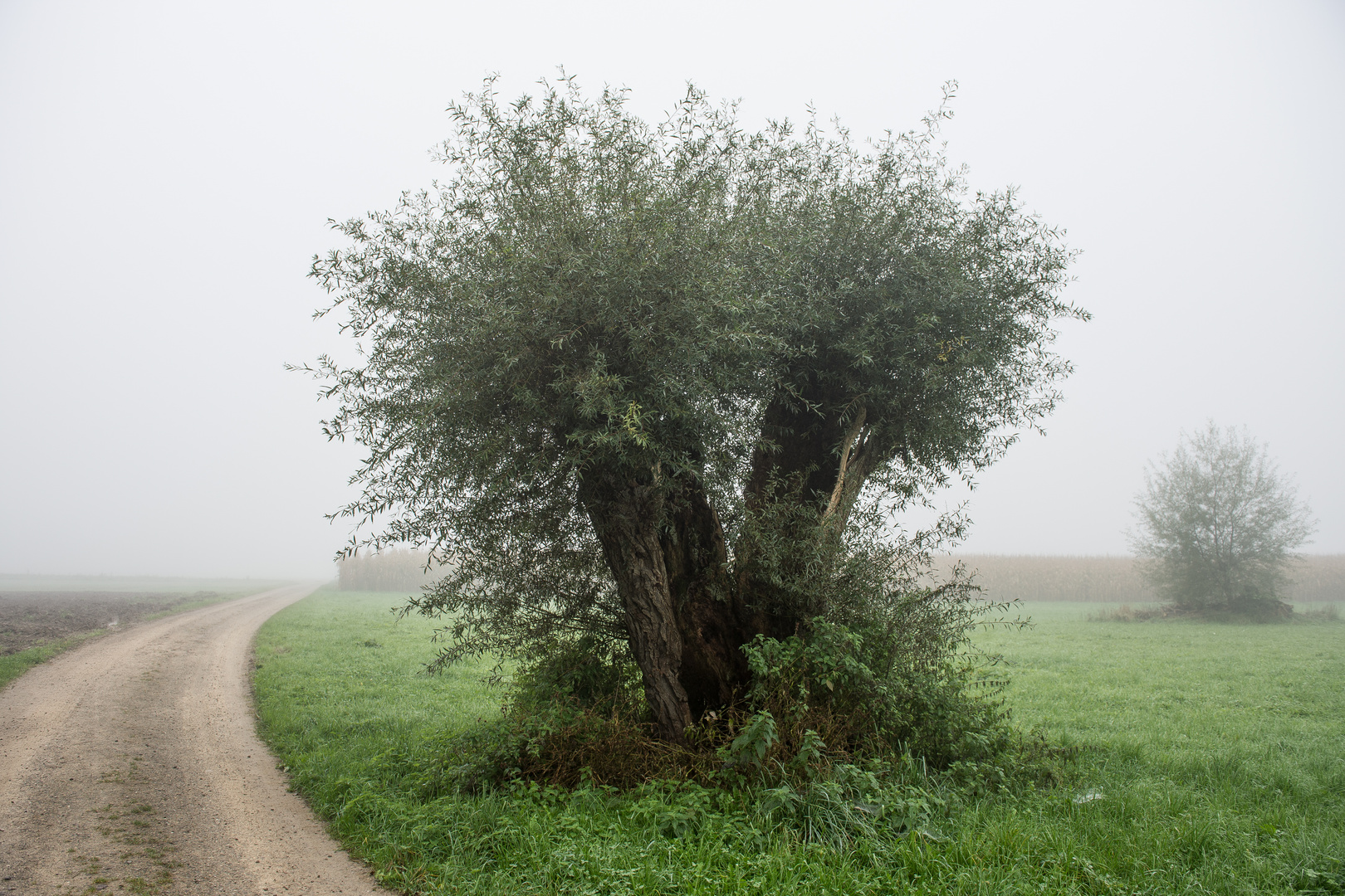 Alter Baum