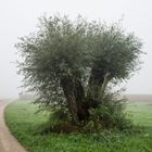 Alter Baum