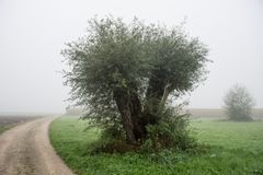 Alter Baum