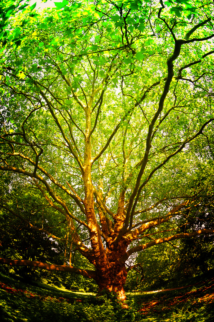 alter Baum