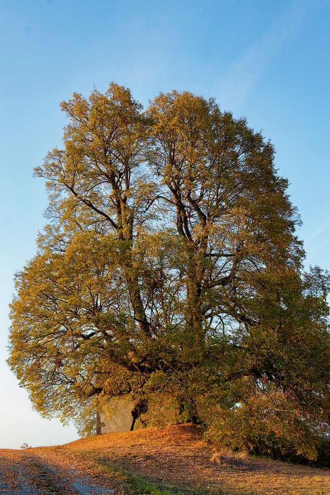 alter Baum