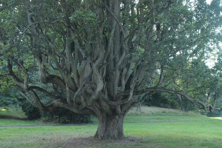 alter Baum