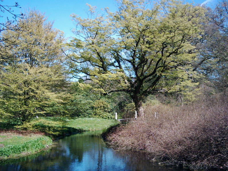 Alter Baum