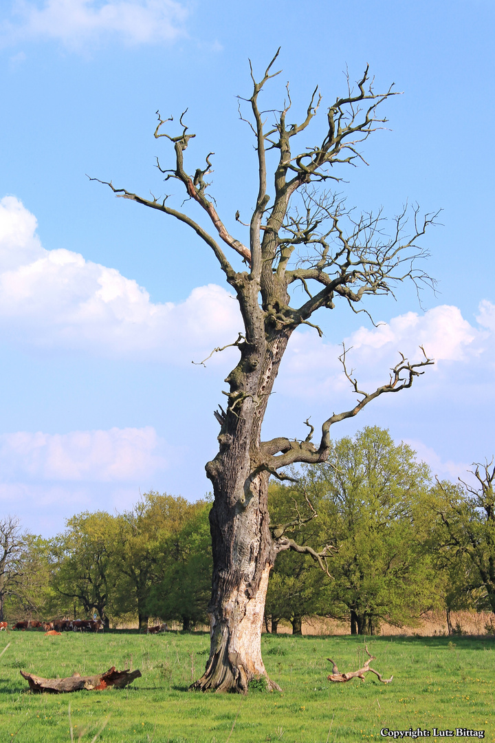 Alter Baum