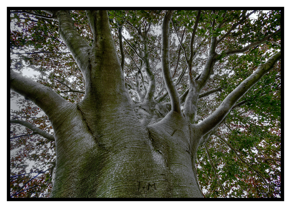 Alter Baum