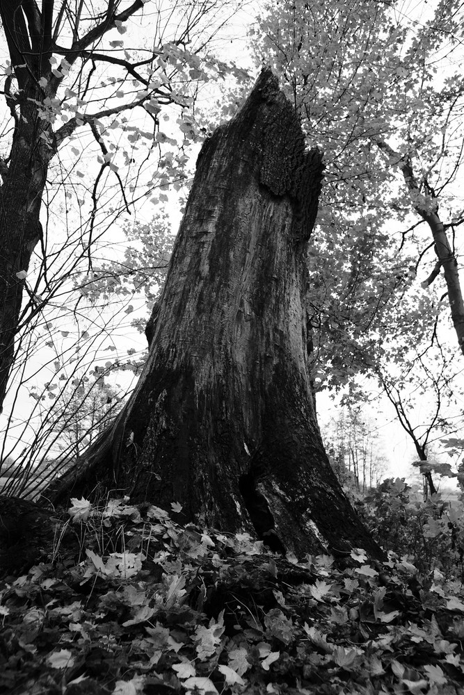 Alter Baum