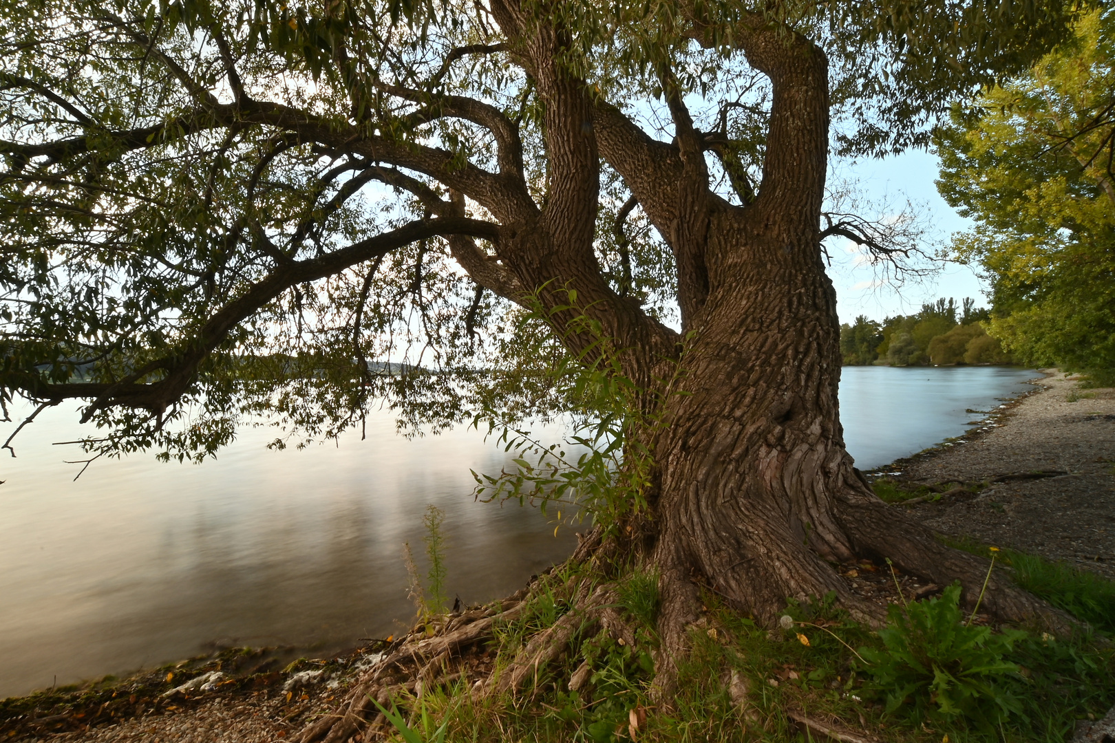 Alter Baum