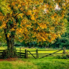 Alter Baum