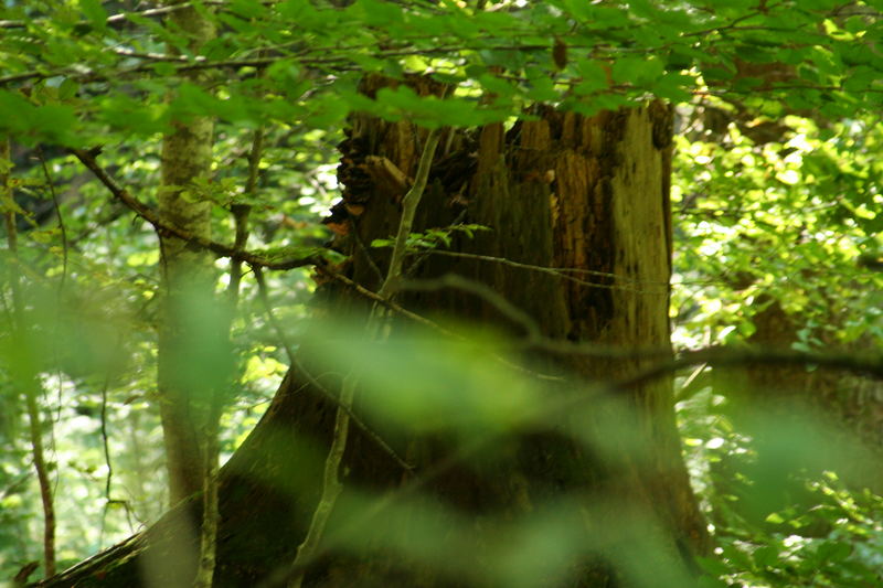 alter Baum