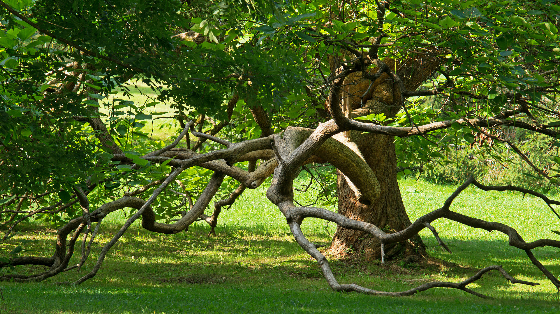 Alter Baum