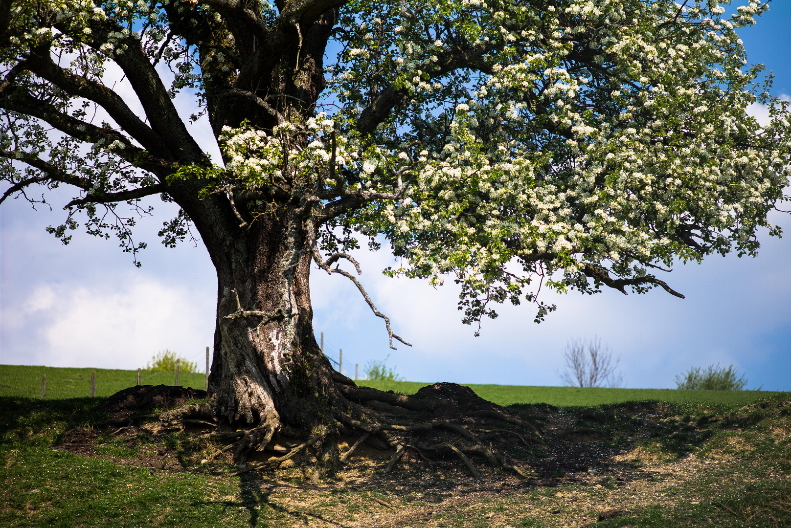 Alter Baum