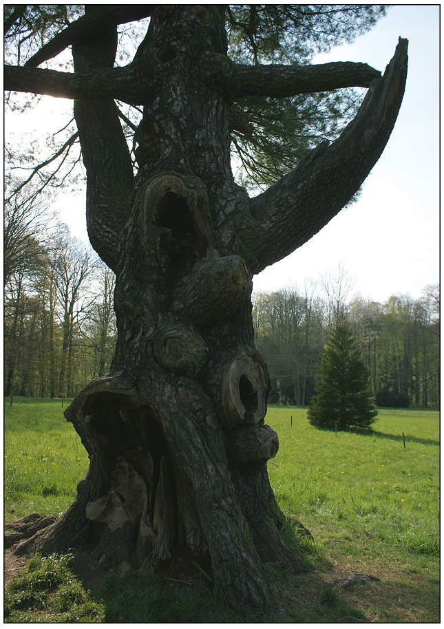 Alter Baum